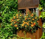Modern Outdoor Garden Corten Steel Flower Pot/Planter Stylish Indoor/Outdoor Decor