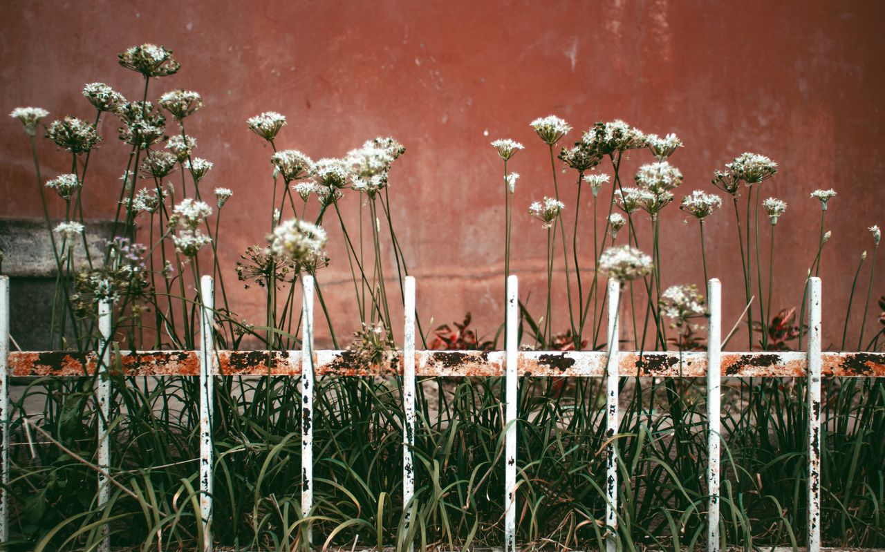 Metal garden fence and landscape edging