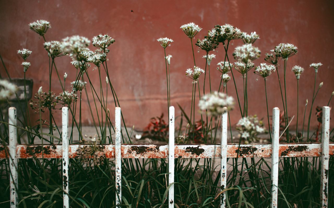 Metal garden fence and landscape edging