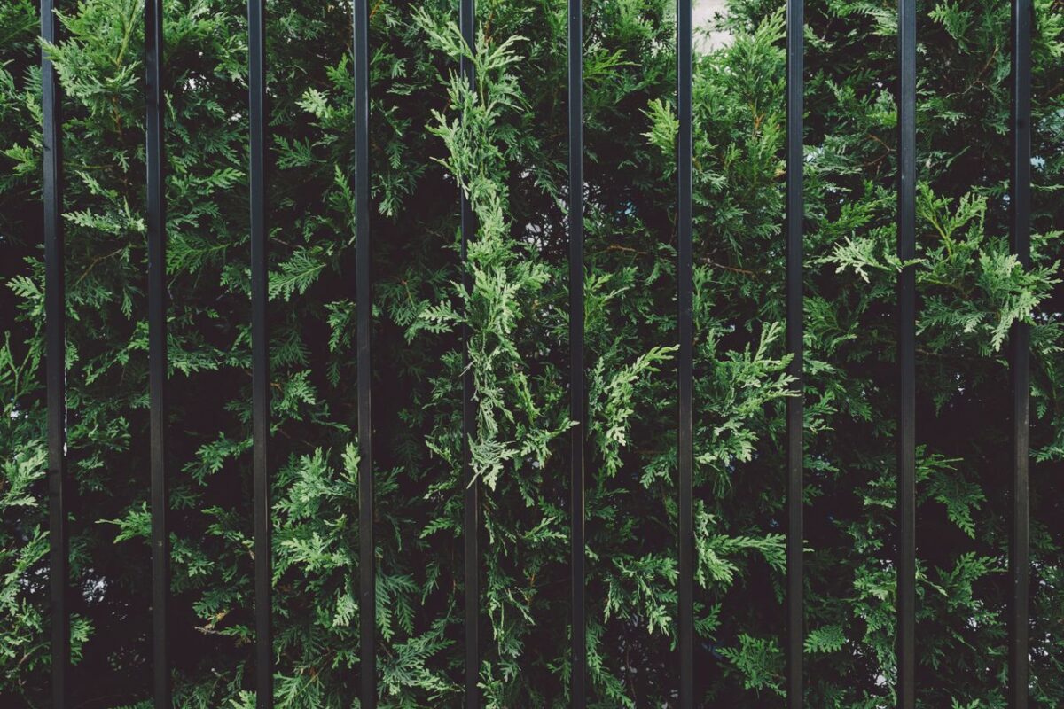Decorative laser-cut metal privacy screen panel outdoors