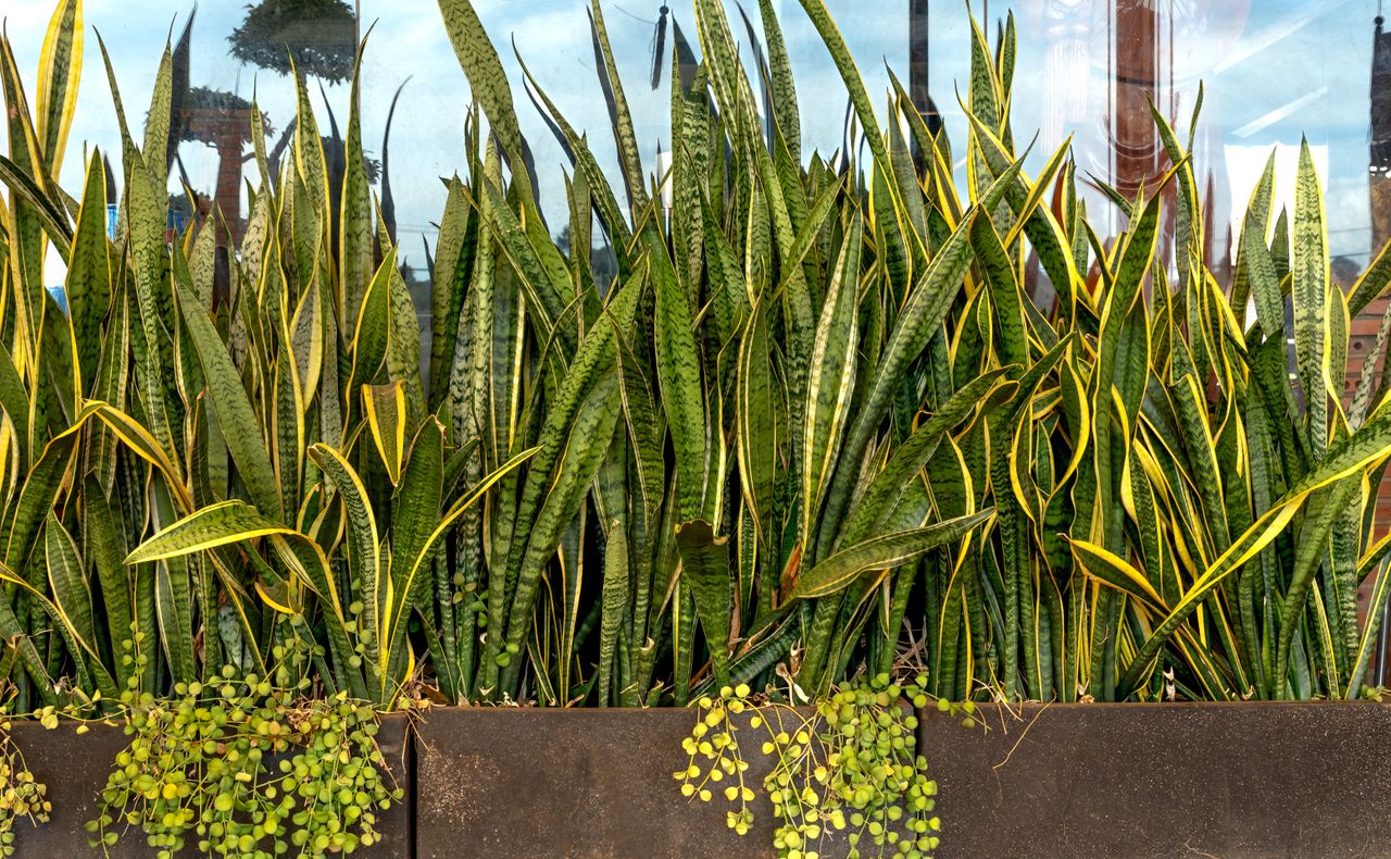 Corten steel planter box with plants in an outdoor landscape