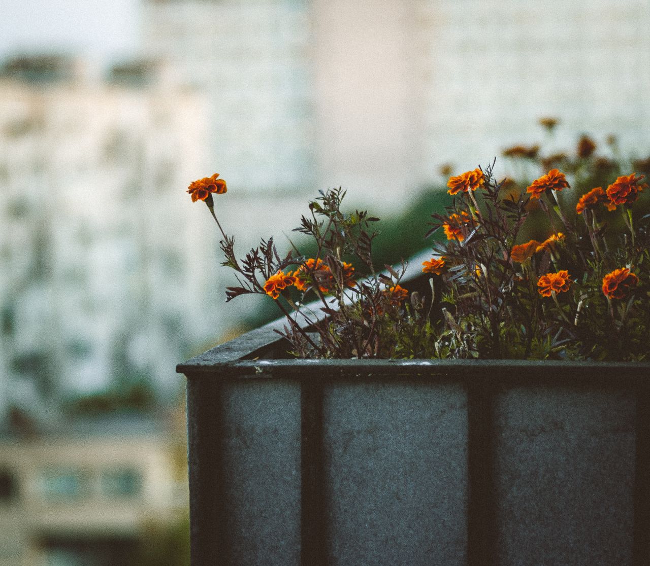 Corten steel planter view 2 - Square Corten Steel Planters: Commercial Landscape Specification Guide